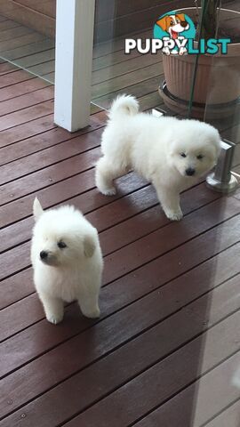 Maremma pure bred pups for sale
