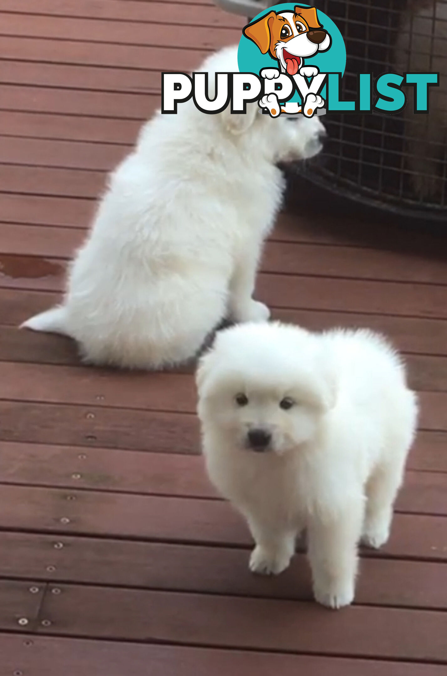 Maremma pure bred pups for sale