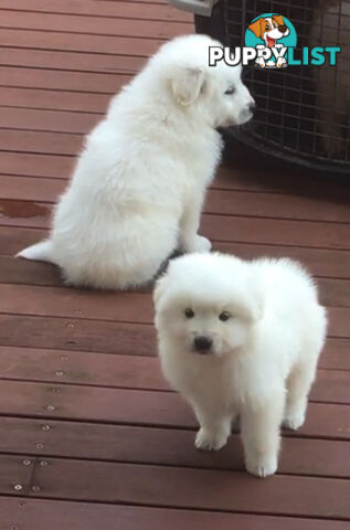 Maremma pure bred pups for sale