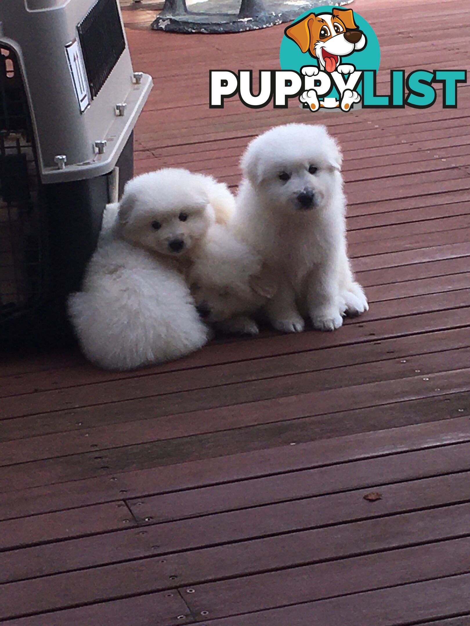 Maremma pure bred pups for sale