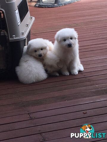 Maremma pure bred pups for sale
