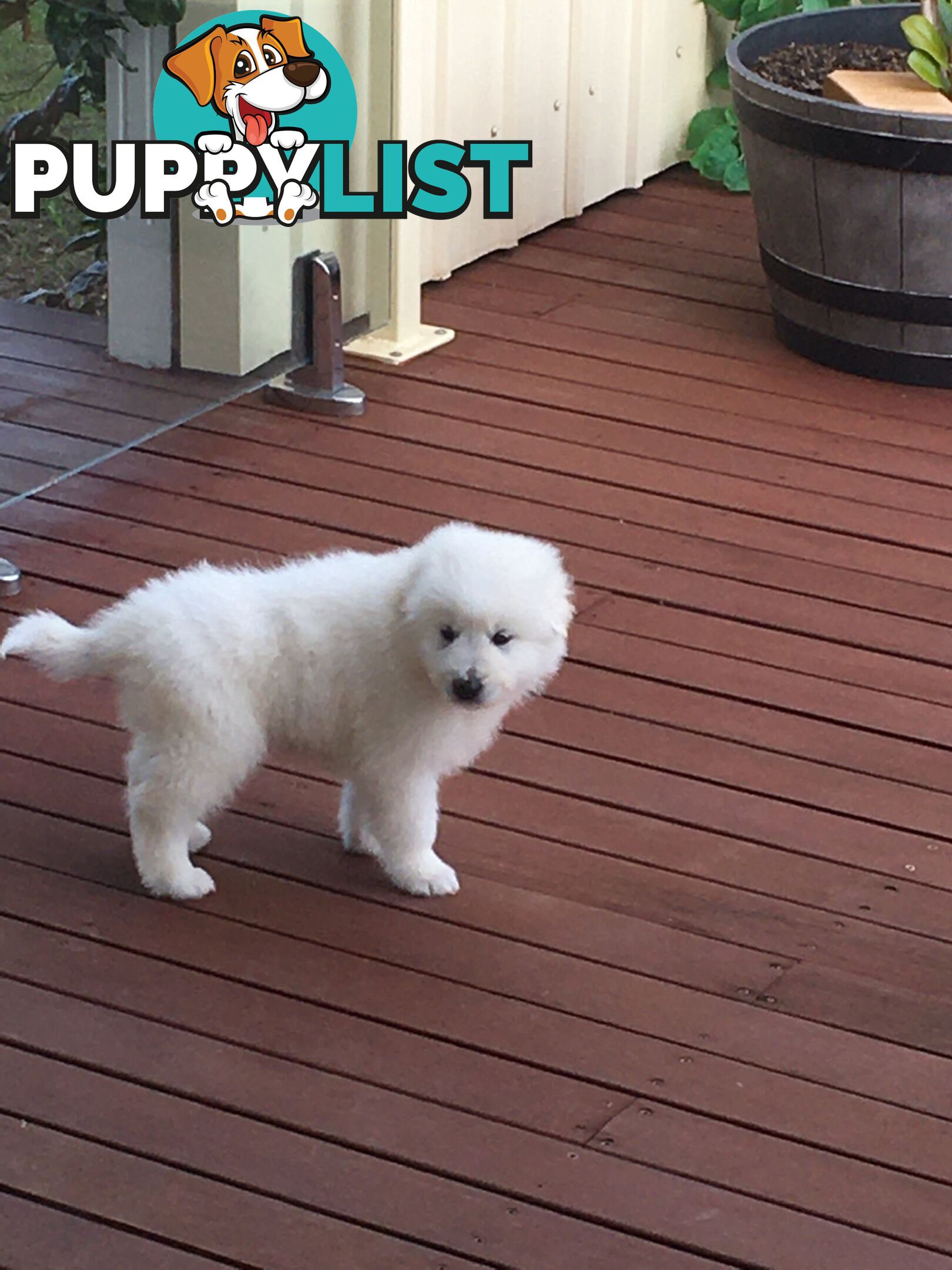 Maremma pure bred pups for sale