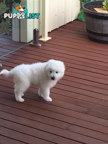 Maremma pure bred pups for sale