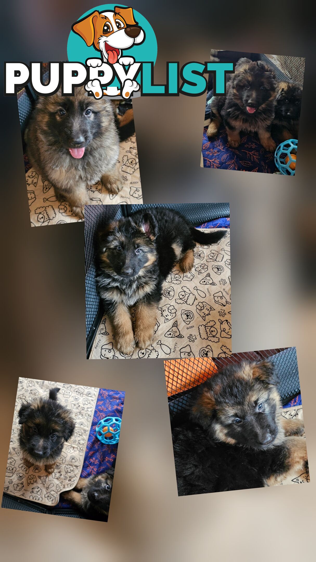 German Shepherd Puppies LSC