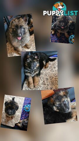 German Shepherd Puppies LSC