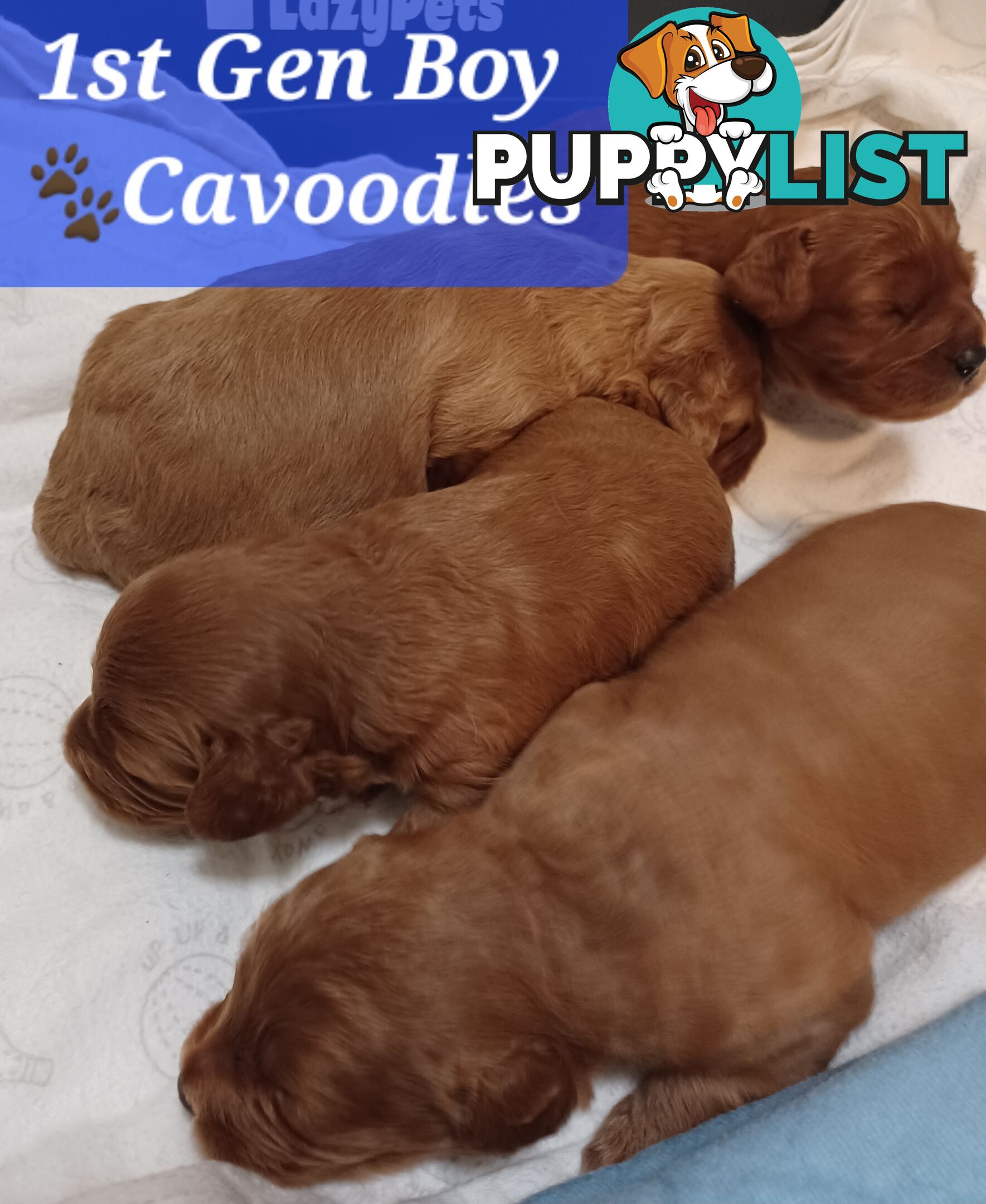 TOY CAVOODLES 1st Generation