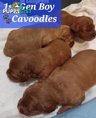 TOY CAVOODLES 1st Generation