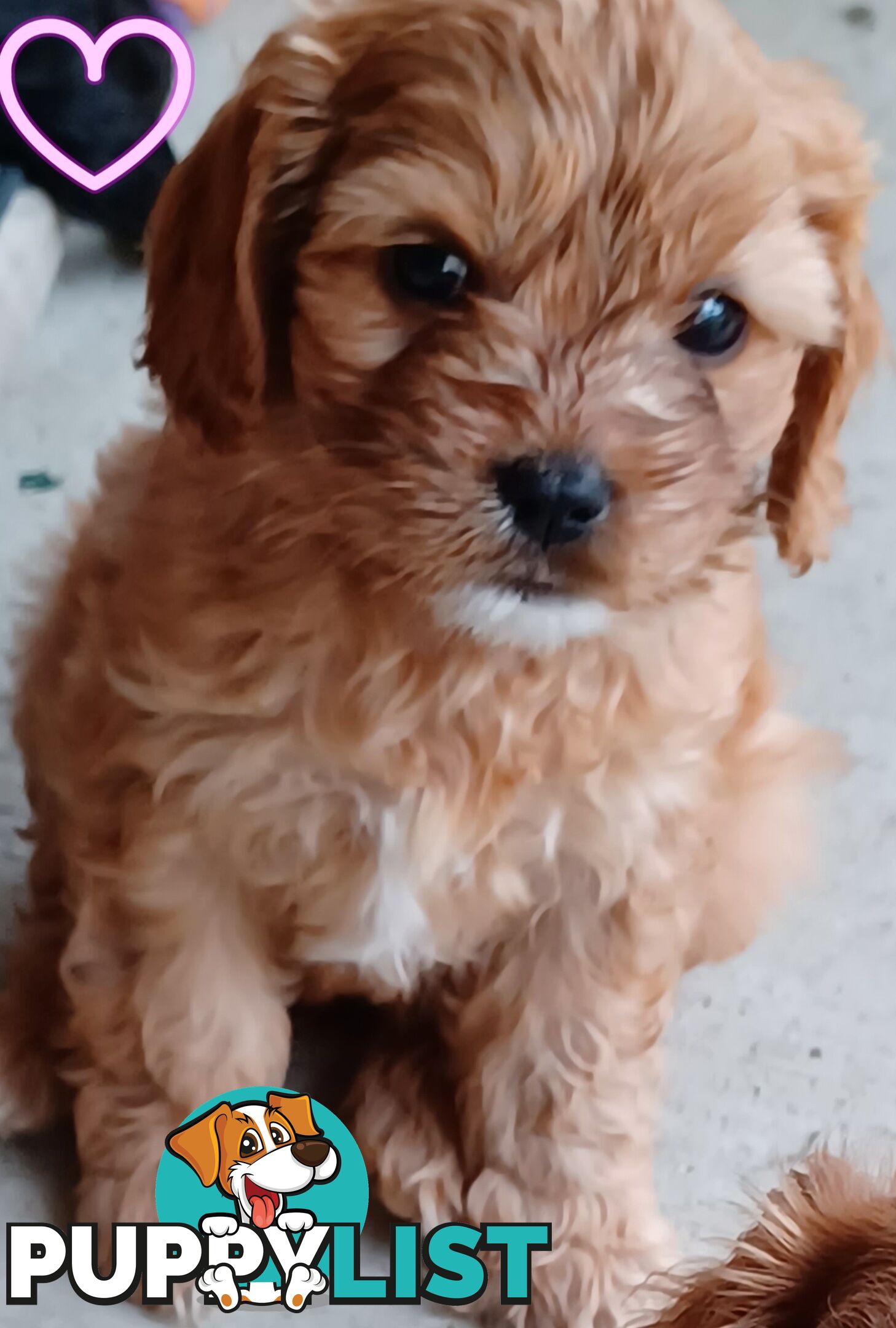 TOY CAVOODLES 1st Generation