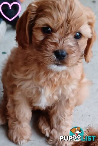 TOY CAVOODLES 1st Generation