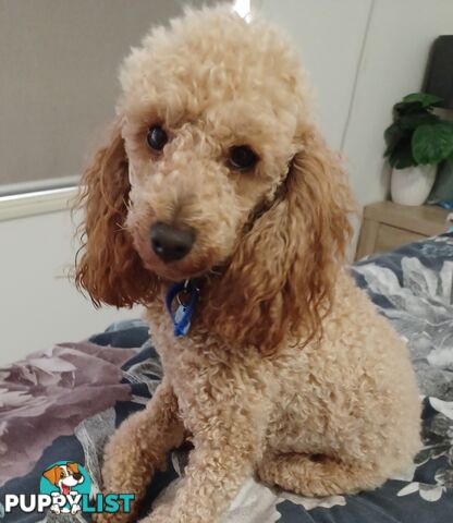 TOY CAVOODLES 1st Generation