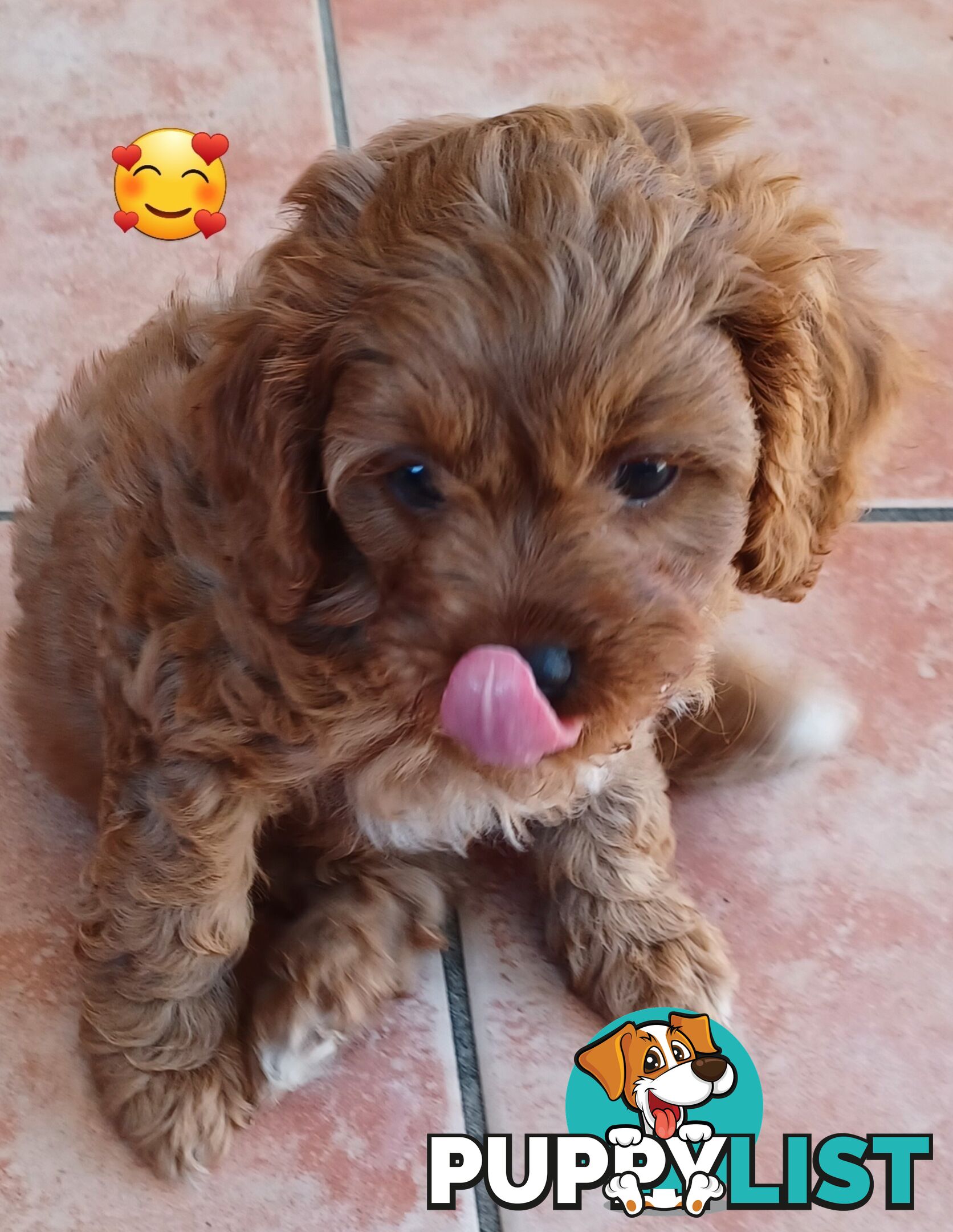 TOY CAVOODLES 1st Generation