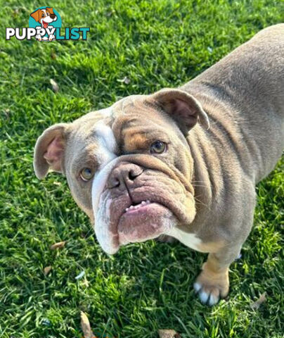 Purebred British Bulldog Female. Stunning Lilac-Tria with Beautiful Temperamen