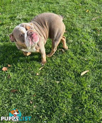 Purebred British Bulldog Female. Stunning Lilac-Tria with Beautiful Temperamen