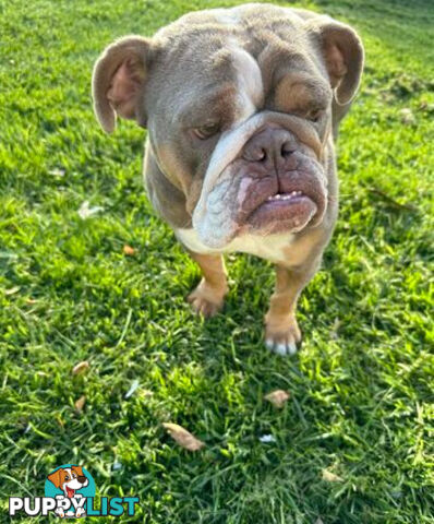 Purebred British Bulldog Female. Stunning Lilac-Tria with Beautiful Temperamen