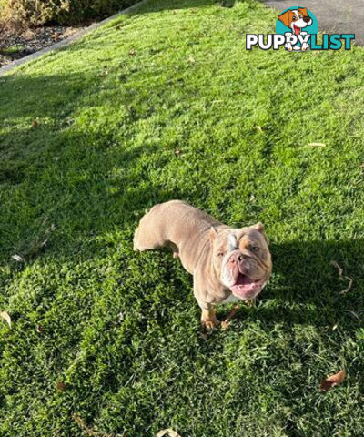 Purebred British Bulldog Female. Stunning Lilac-Tria with Beautiful Temperamen