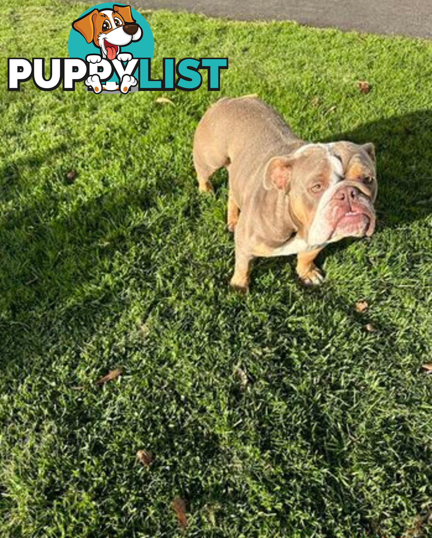 Purebred British Bulldog Female. Stunning Lilac-Tria with Beautiful Temperamen