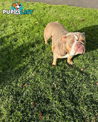 Purebred British Bulldog Female. Stunning Lilac-Tria with Beautiful Temperamen