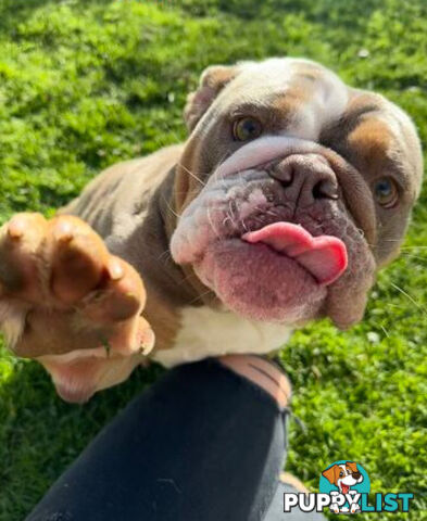 Purebred British Bulldog Female. Stunning Lilac-Tria with Beautiful Temperamen