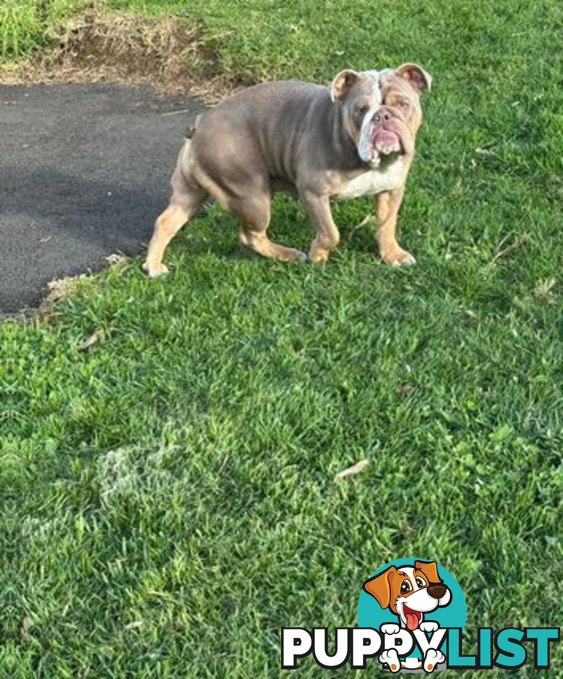 Purebred British Bulldog Female. Stunning Lilac-Tria with Beautiful Temperamen