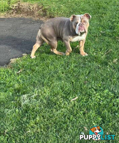 Purebred British Bulldog Female. Stunning Lilac-Tria with Beautiful Temperamen