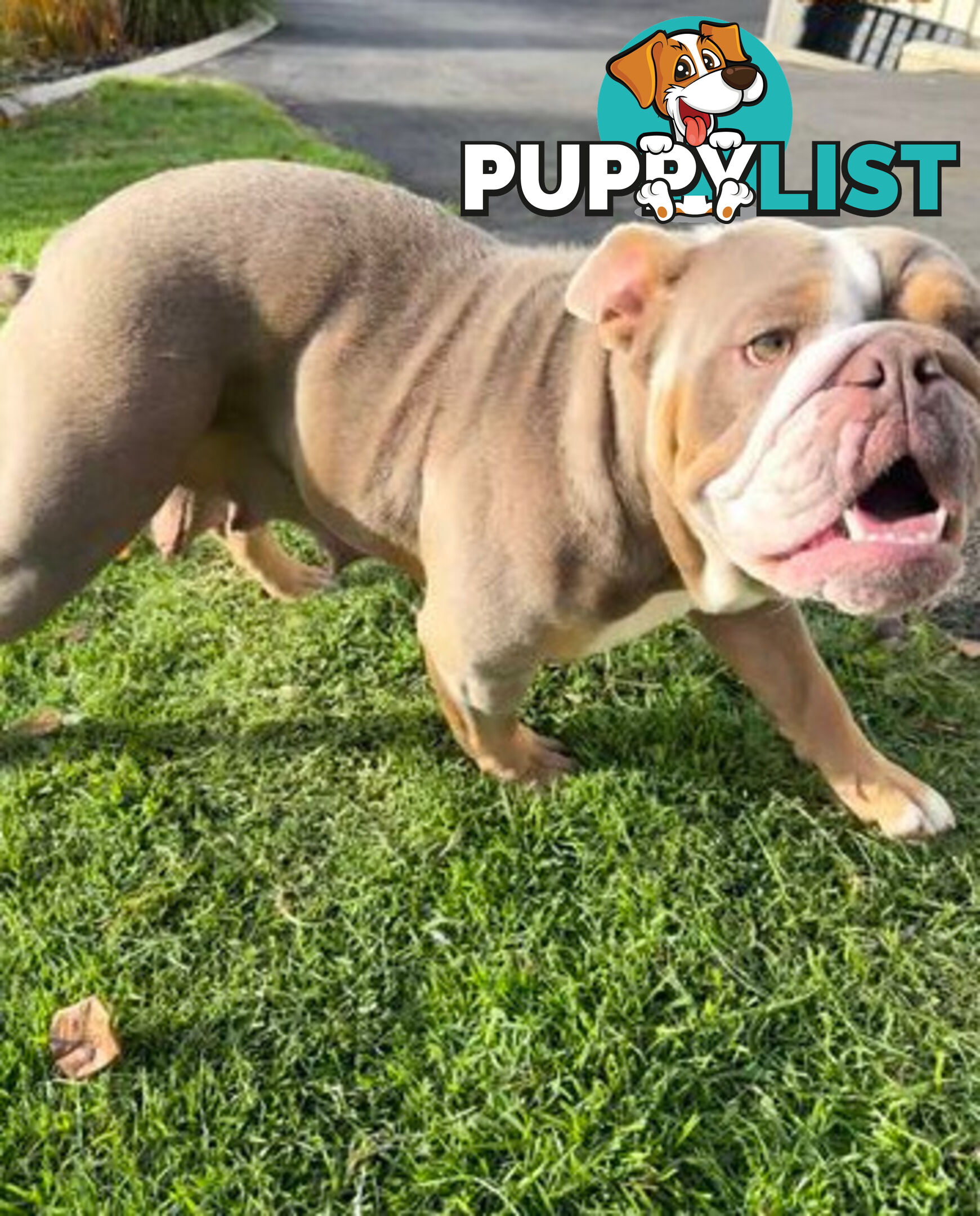 Purebred British Bulldog Female. Stunning Lilac-Tria with Beautiful Temperamen