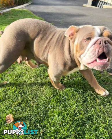 Purebred British Bulldog Female. Stunning Lilac-Tria with Beautiful Temperamen