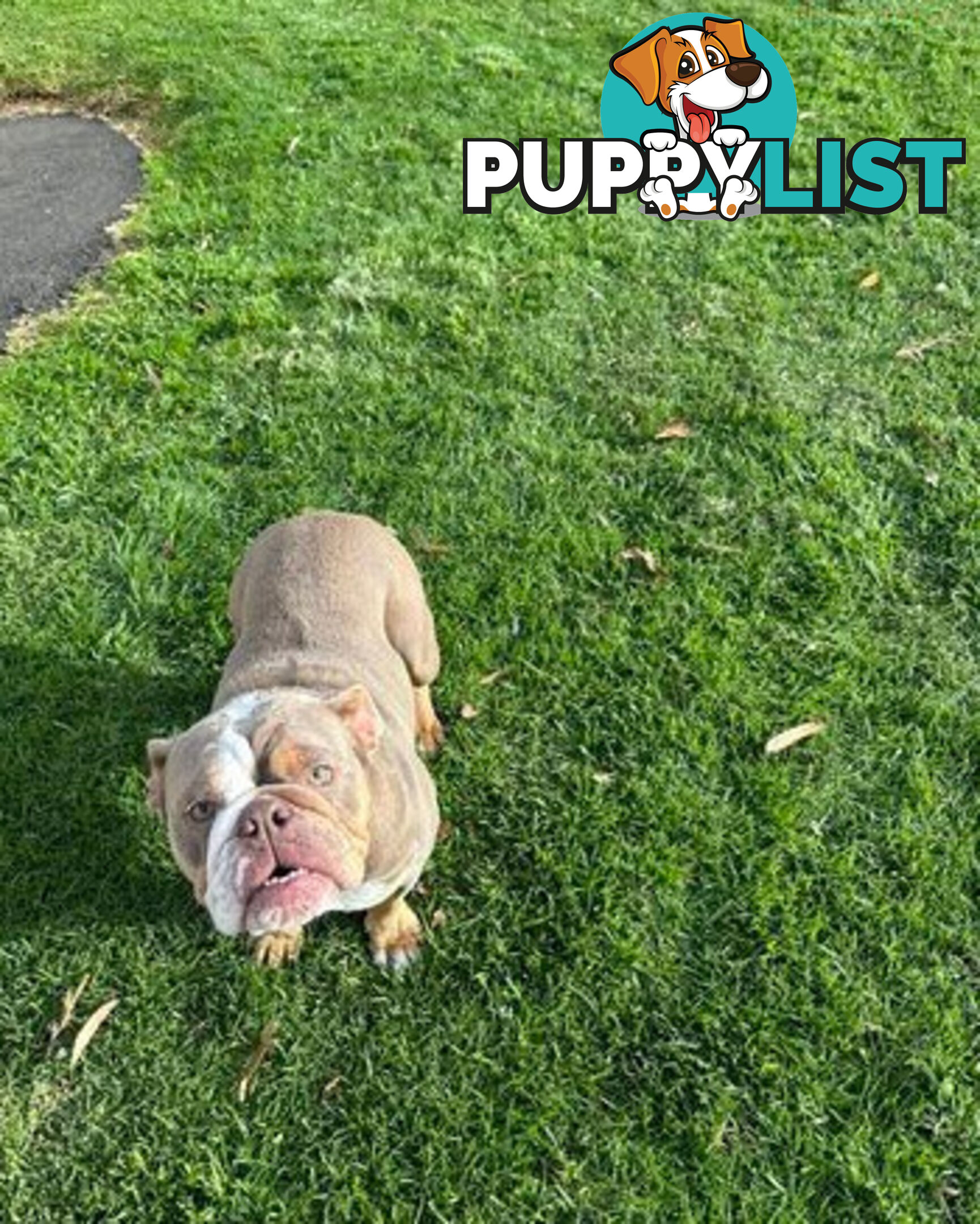 Purebred British Bulldog Female. Stunning Lilac-Tria with Beautiful Temperamen