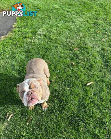 Purebred British Bulldog Female. Stunning Lilac-Tria with Beautiful Temperamen