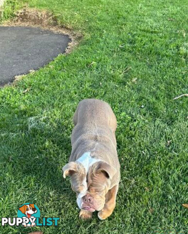 Purebred British Bulldog Female. Stunning Lilac-Tria with Beautiful Temperamen