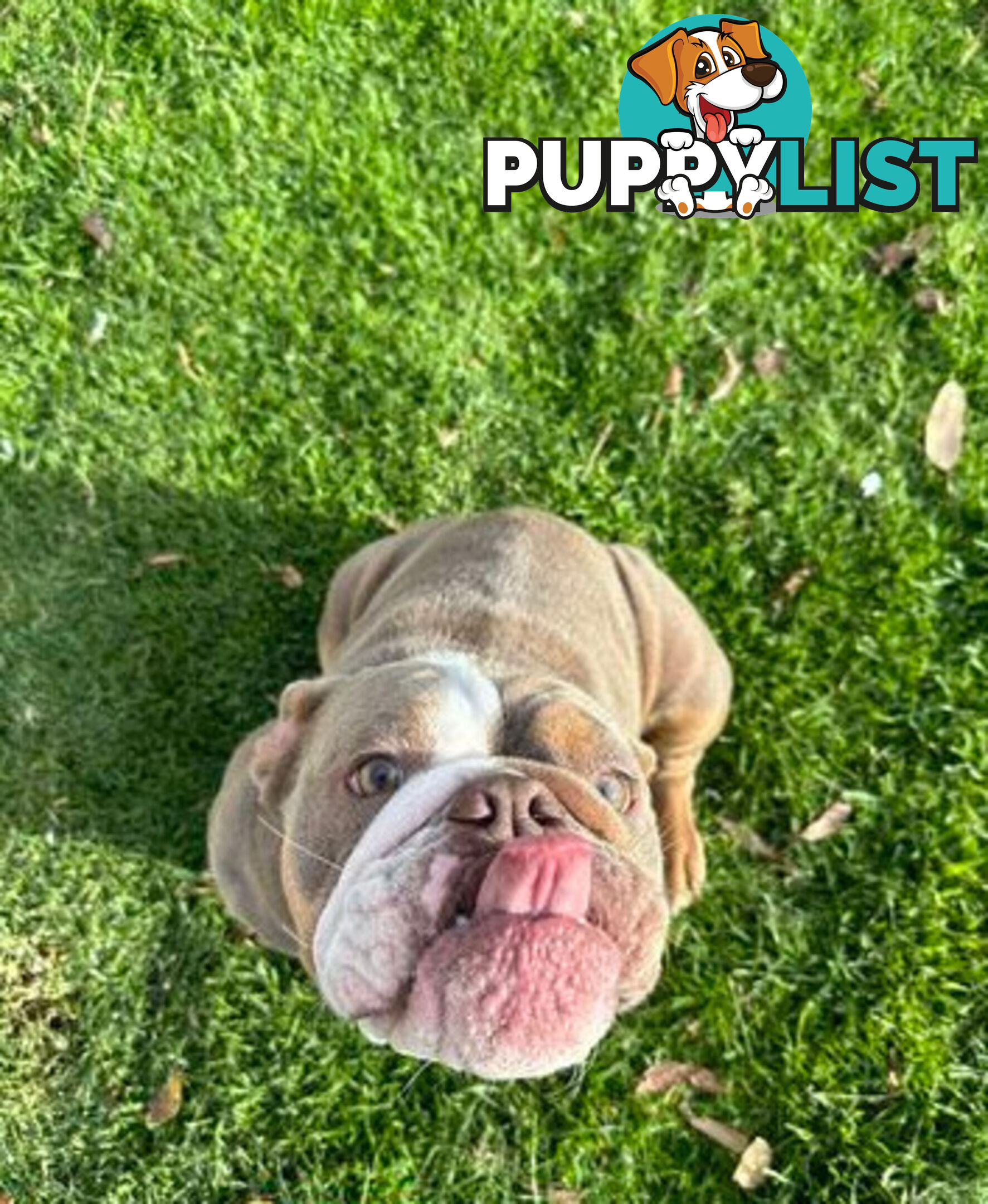 Purebred British Bulldog Female. Stunning Lilac-Tria with Beautiful Temperamen