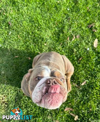 Purebred British Bulldog Female. Stunning Lilac-Tria with Beautiful Temperamen