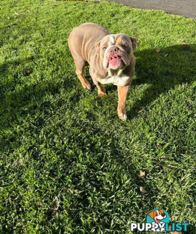 Purebred British Bulldog Female. Stunning Lilac-Tria with Beautiful Temperamen