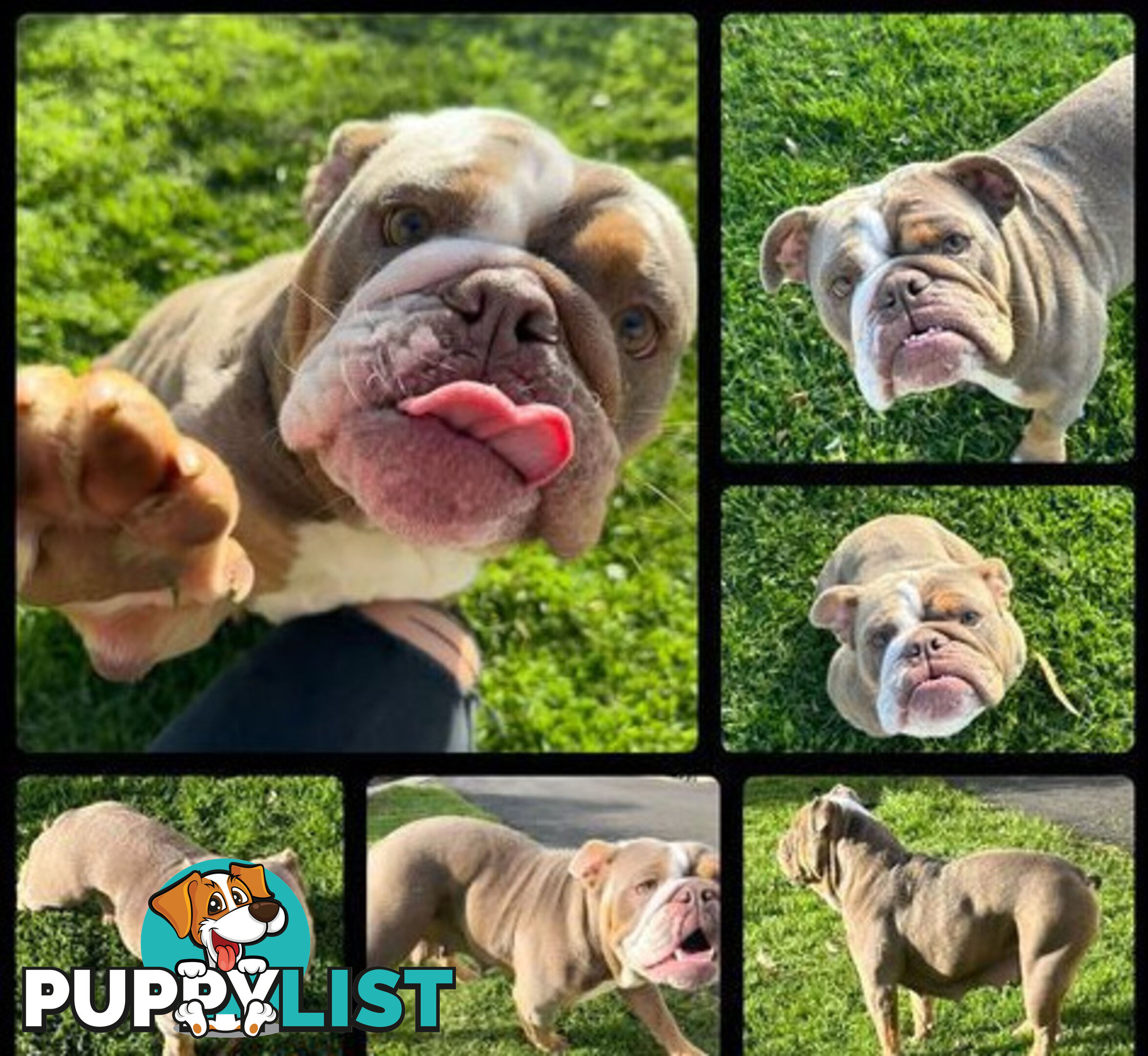 Purebred British Bulldog Female. Stunning Lilac-Tria with Beautiful Temperamen