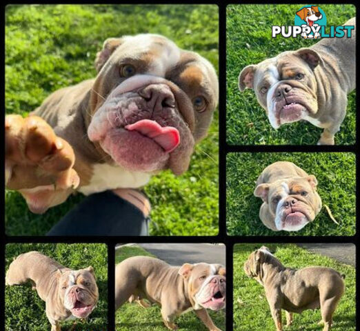 Purebred British Bulldog Female. Stunning Lilac-Tria with Beautiful Temperamen