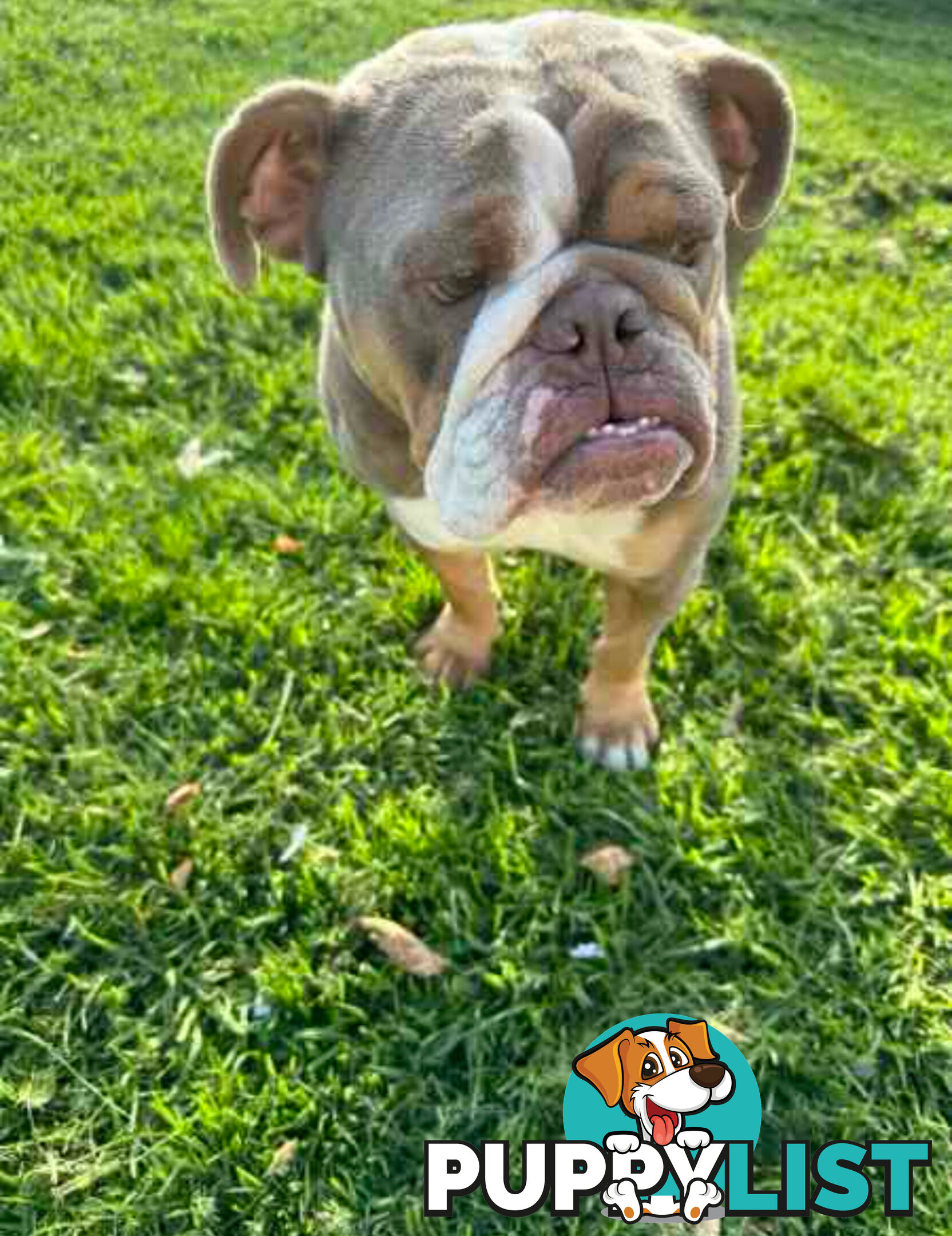 Purebred British Bulldog Female. Stunning Lilac-Tri Colour with Beautiful Temperament