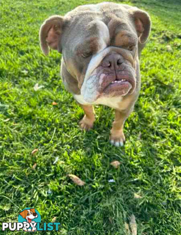 Purebred British Bulldog Female. Stunning Lilac-Tri Colour with Beautiful Temperament