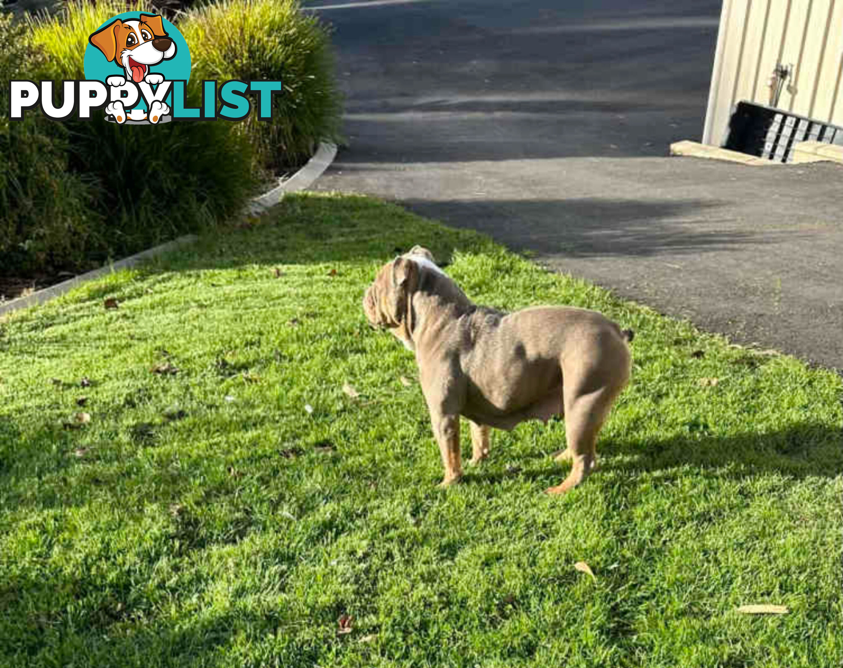 Purebred British Bulldog Female. Stunning Lilac-Tri Colour with Beautiful Temperament