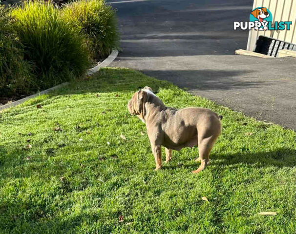 Purebred British Bulldog Female. Stunning Lilac-Tri Colour with Beautiful Temperament