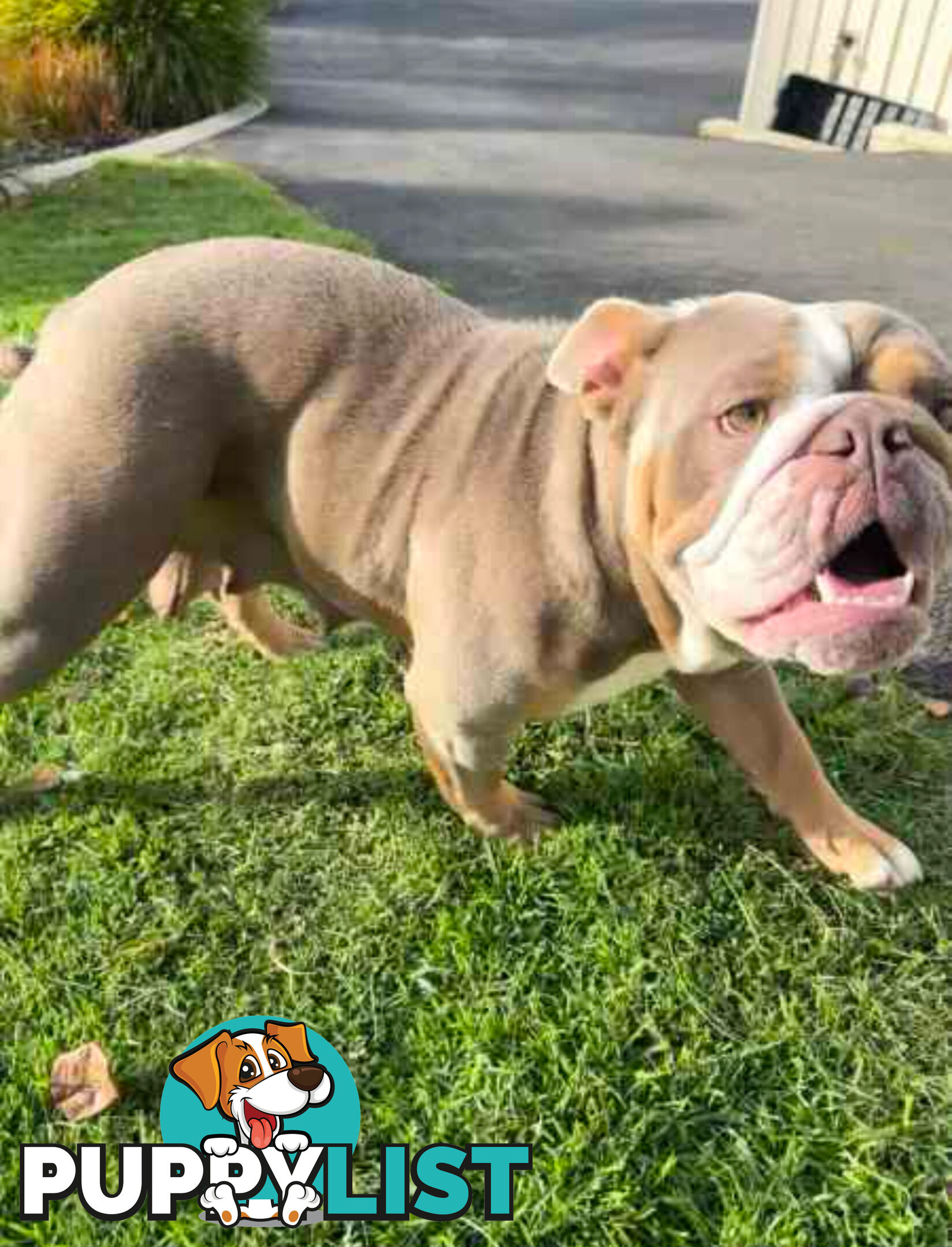 Purebred British Bulldog Female. Stunning Lilac-Tri Colour with Beautiful Temperament