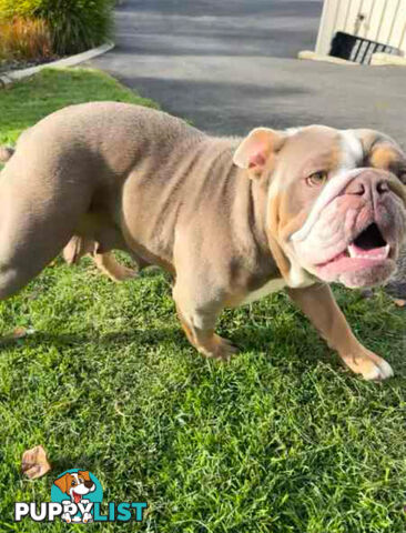 Purebred British Bulldog Female. Stunning Lilac-Tri Colour with Beautiful Temperament