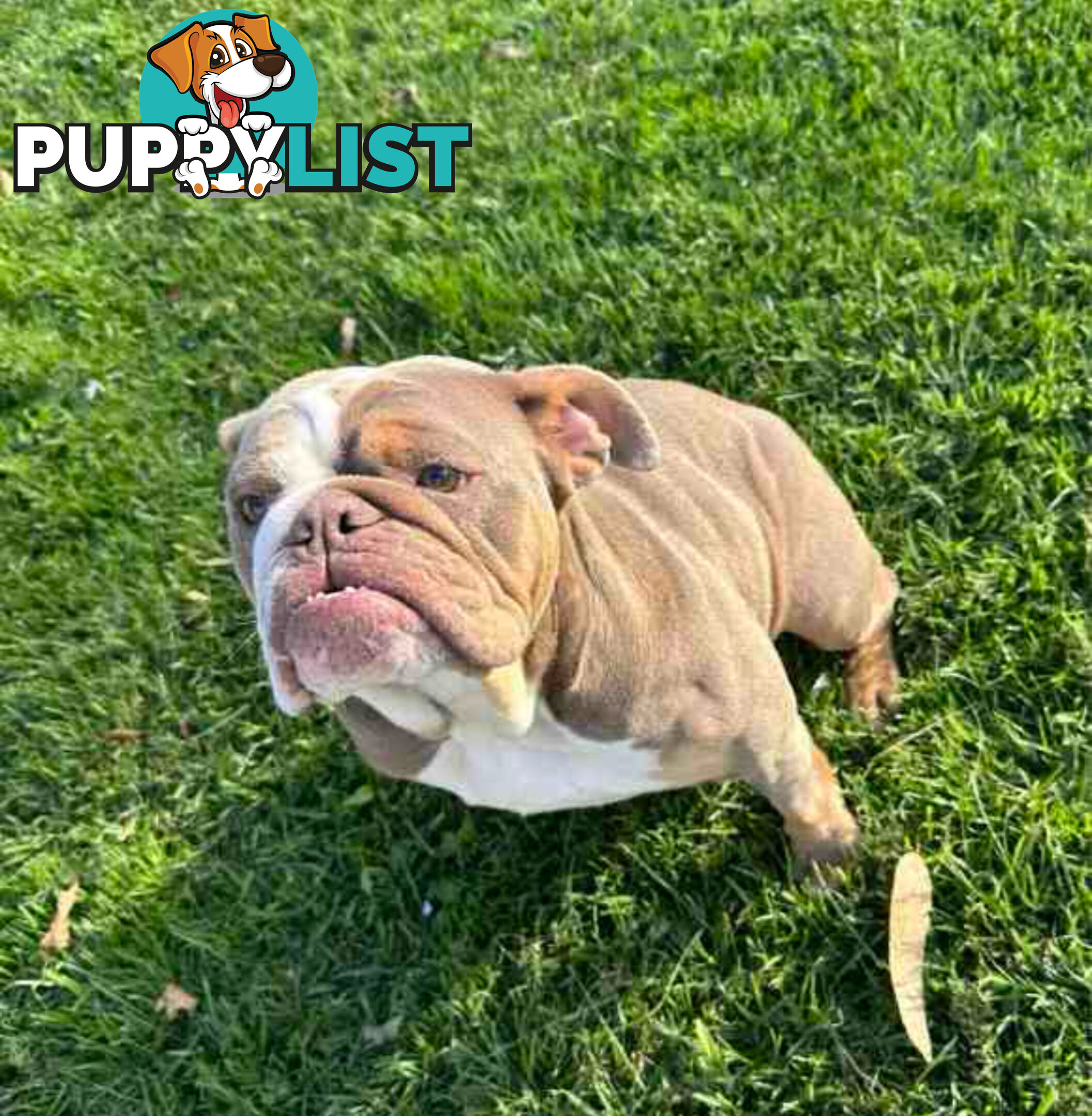 Purebred British Bulldog Female. Stunning Lilac-Tri Colour with Beautiful Temperament