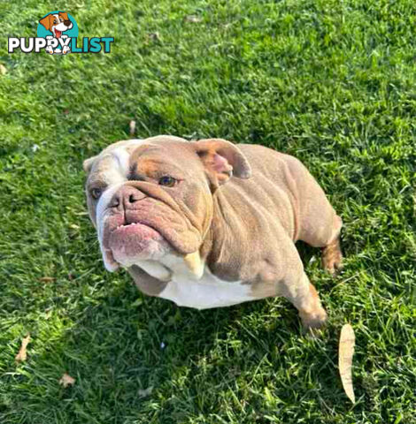 Purebred British Bulldog Female. Stunning Lilac-Tri Colour with Beautiful Temperament