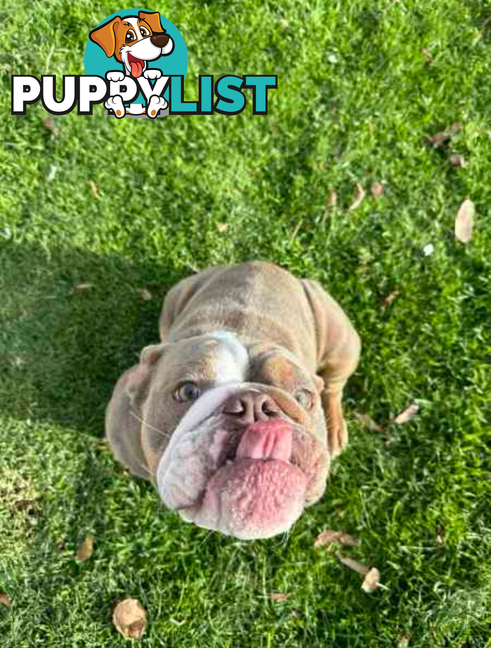 Purebred British Bulldog Female. Stunning Lilac-Tri Colour with Beautiful Temperament