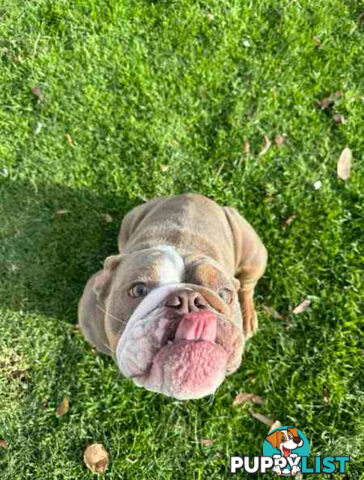 Purebred British Bulldog Female. Stunning Lilac-Tri Colour with Beautiful Temperament