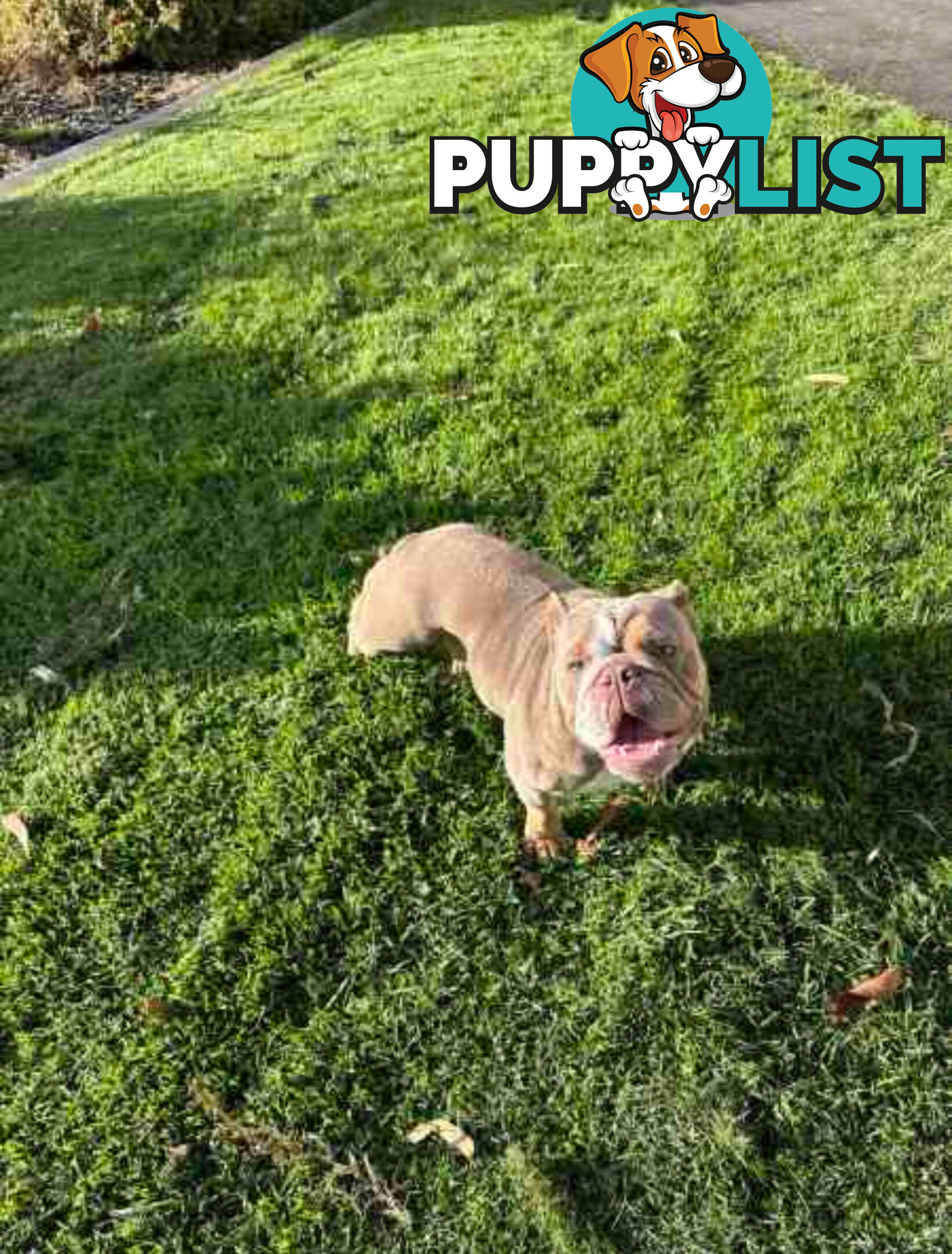 Purebred British Bulldog Female. Stunning Lilac-Tri Colour with Beautiful Temperament