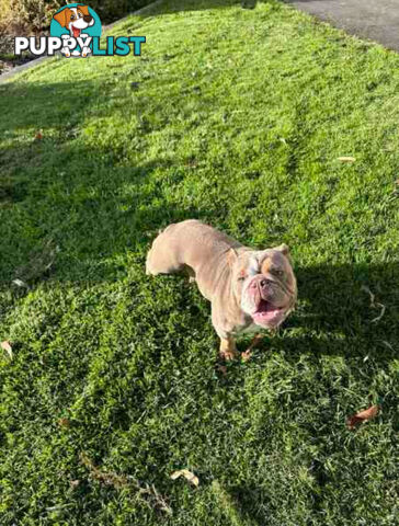 Purebred British Bulldog Female. Stunning Lilac-Tri Colour with Beautiful Temperament