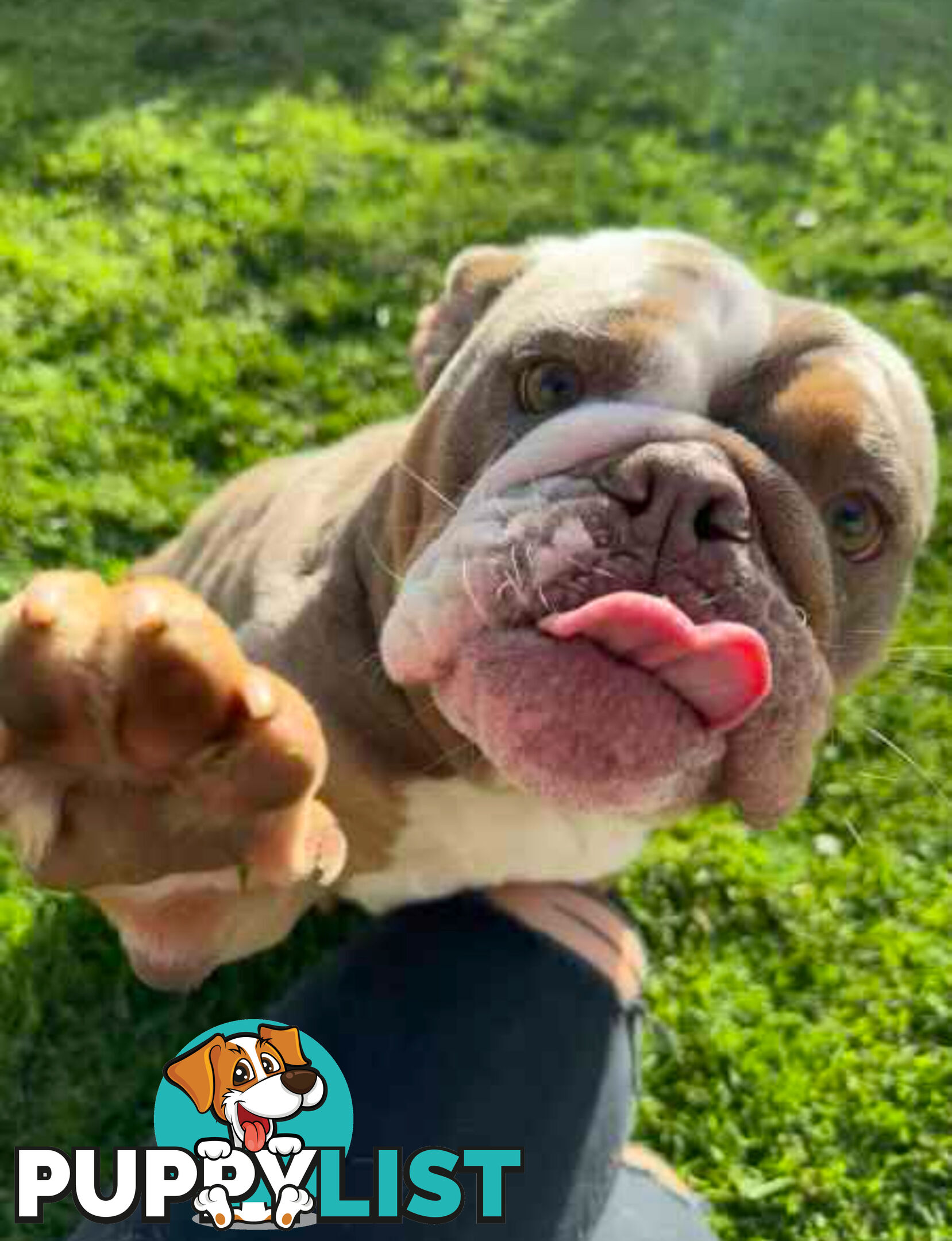 Purebred British Bulldog Female. Stunning Lilac-Tri Colour with Beautiful Temperament