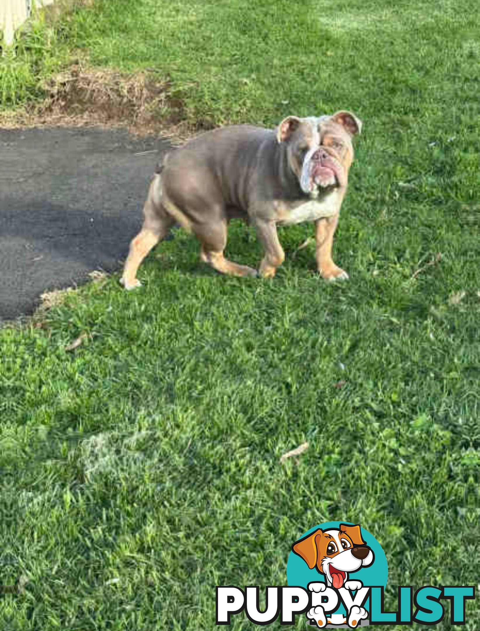 Purebred British Bulldog Female. Stunning Lilac-Tri Colour with Beautiful Temperament