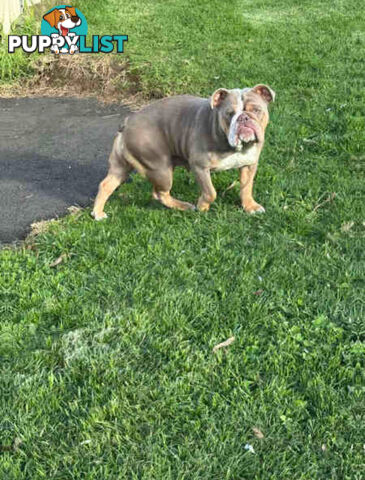 Purebred British Bulldog Female. Stunning Lilac-Tri Colour with Beautiful Temperament