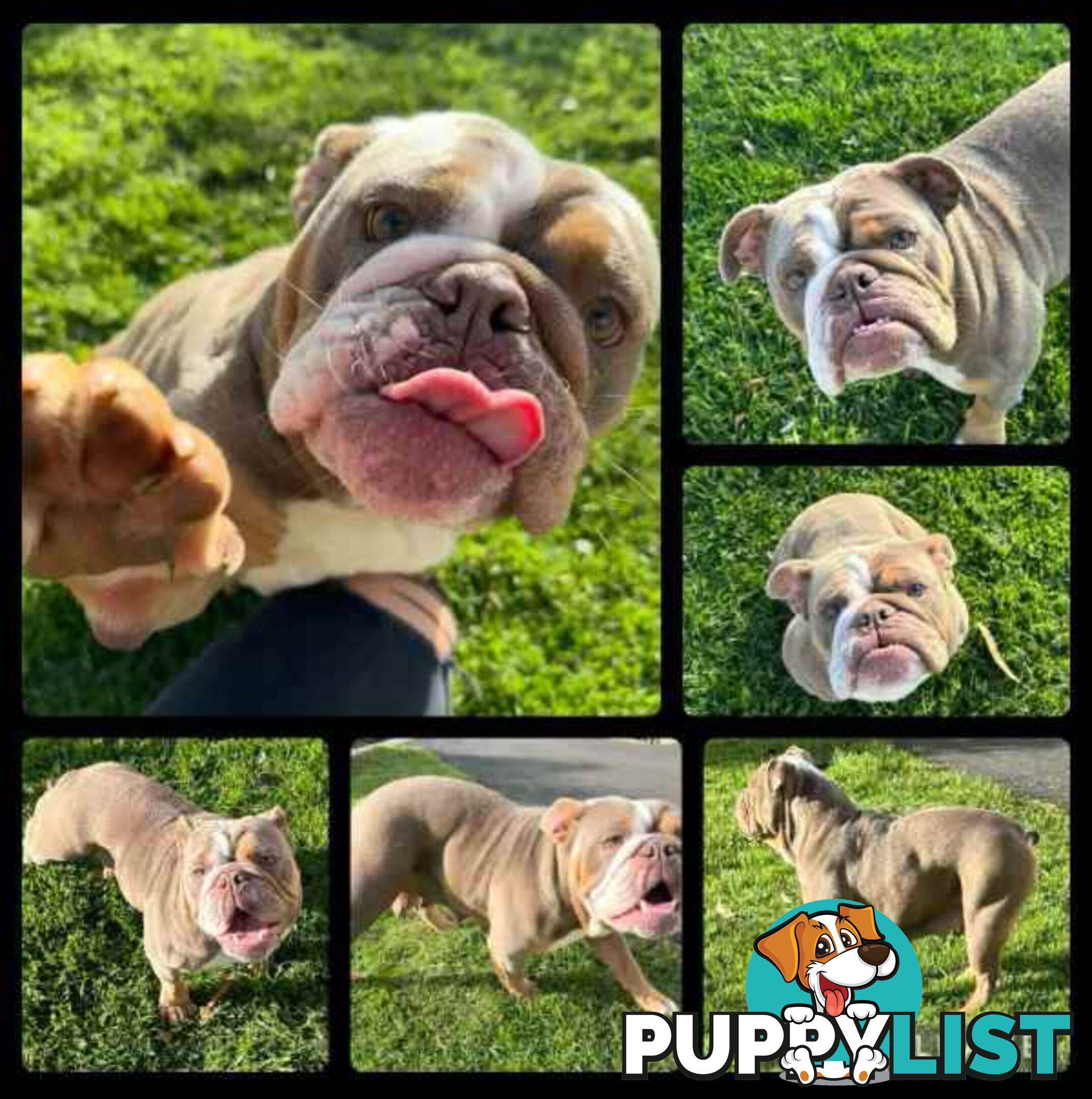 Purebred British Bulldog Female. Stunning Lilac-Tri Colour with Beautiful Temperament